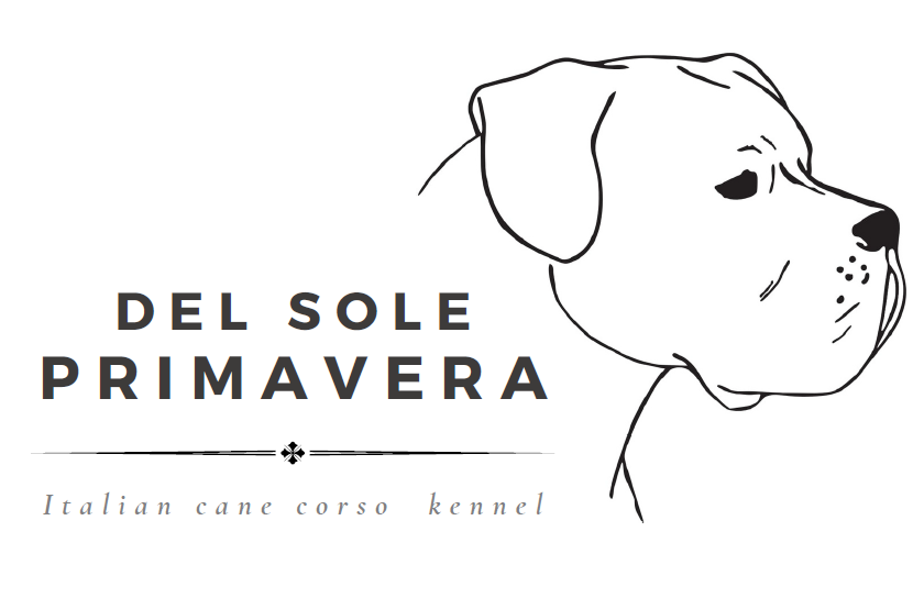 Del Sole Primavera Cane Corso